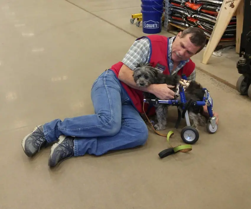 dog and employee