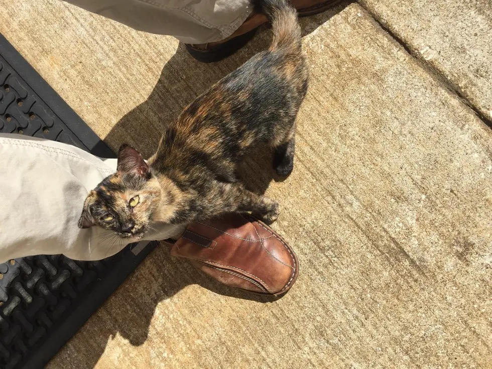 stray cat