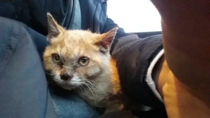 cat eating dirt
