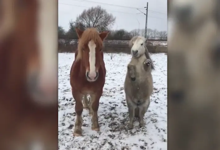 shetland pony