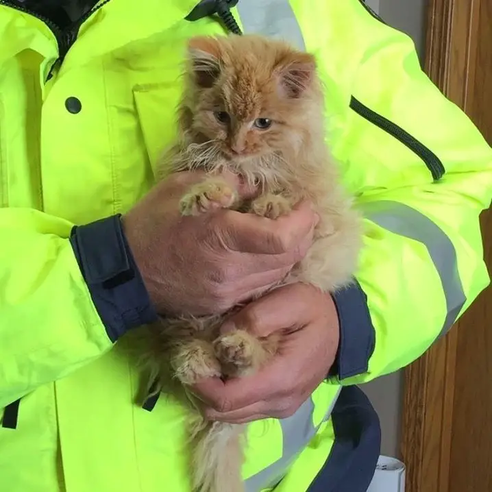 cat on highway