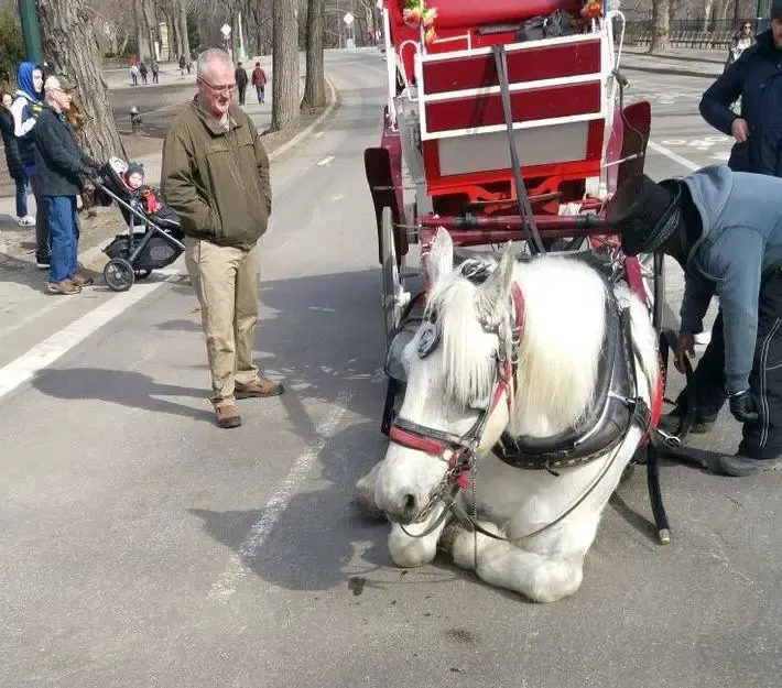 horse collapses