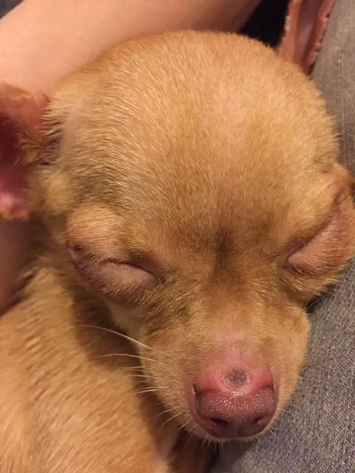 tiny chihuahua