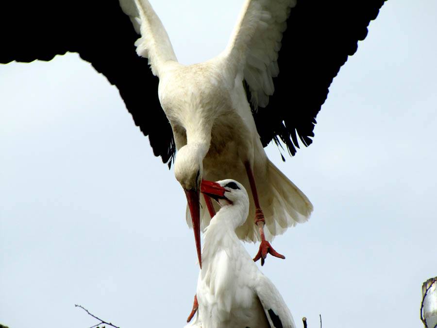 stork soulmates