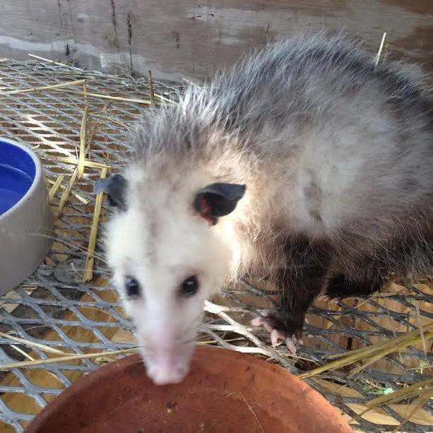 opossum