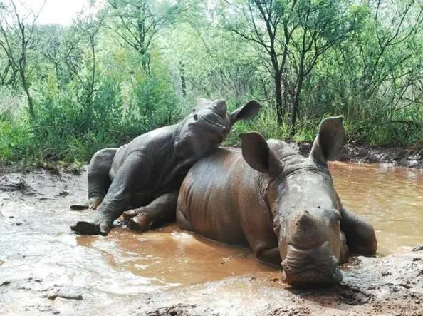orphaned rhino