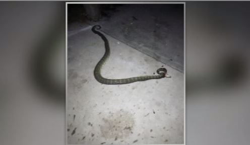 python bites child