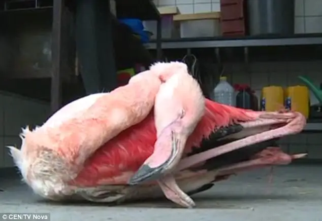 dead flamingo