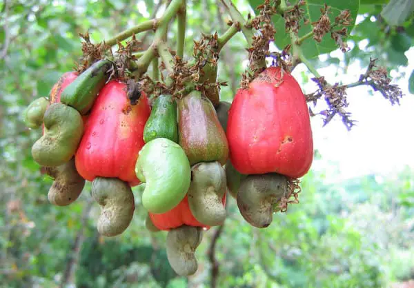 cashews