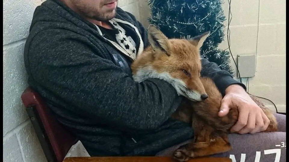 cuddling fox