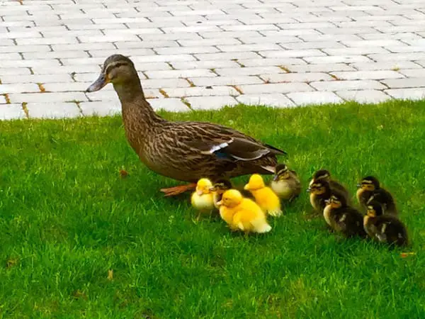 bread and ducks