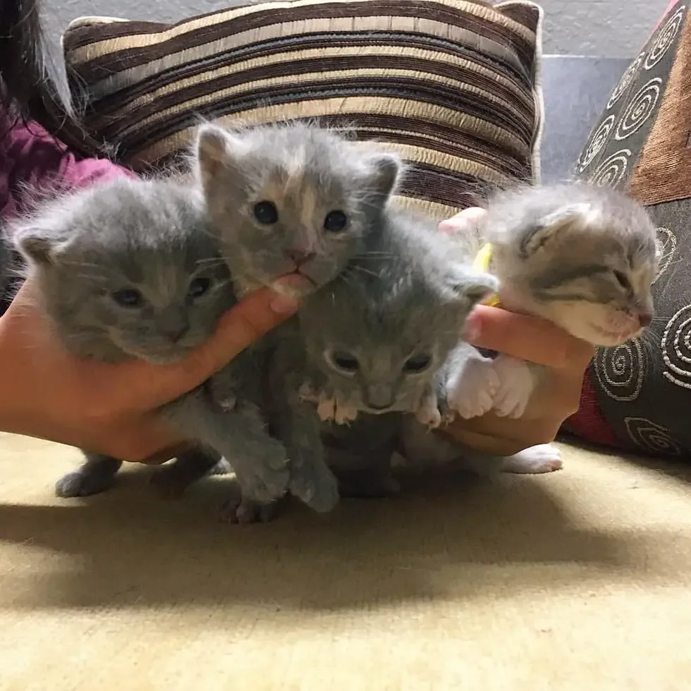 cats and kittens
