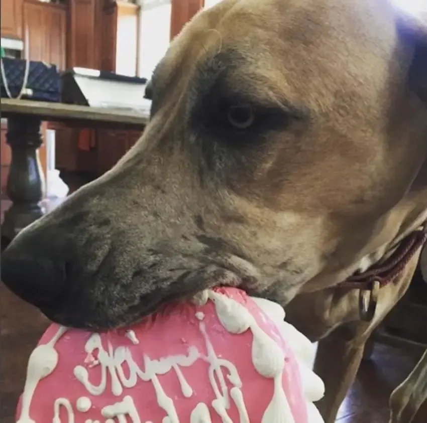 dog birthday cake