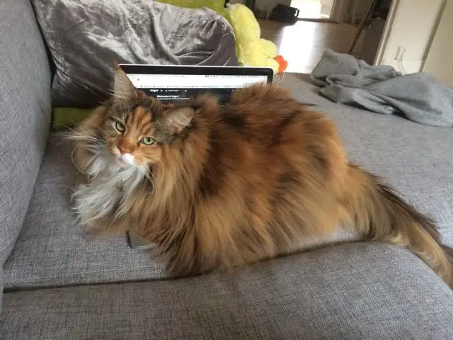 fluffy cat