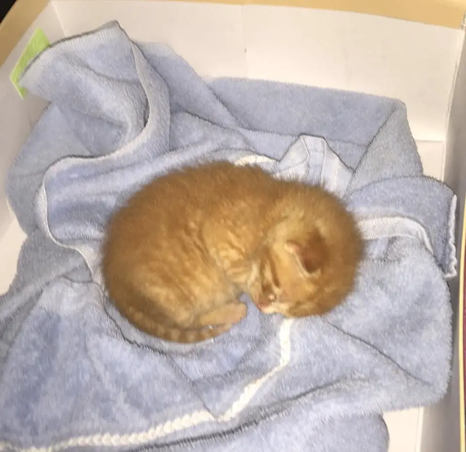 kitten in garbage bin