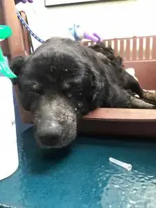 abandoned sick dog