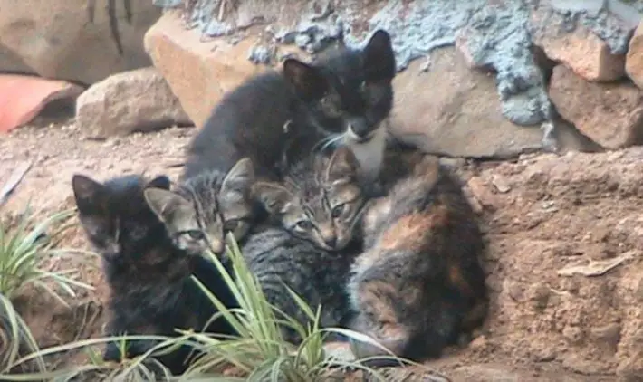 stray cats