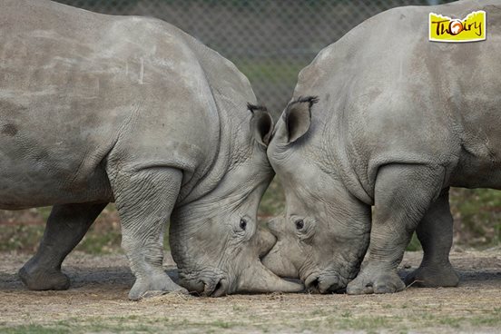 rhino killed for horn