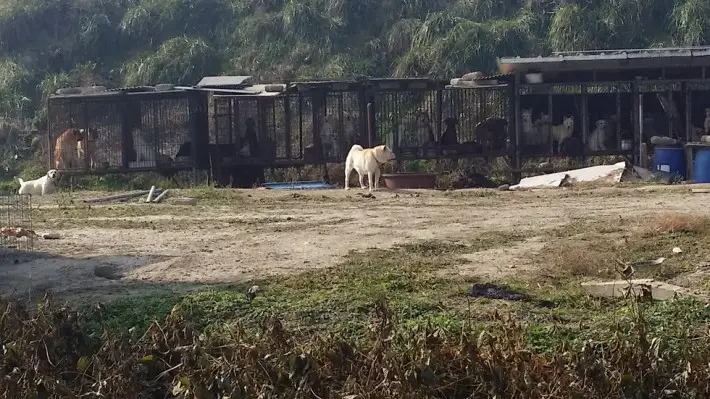 cat eating dirt