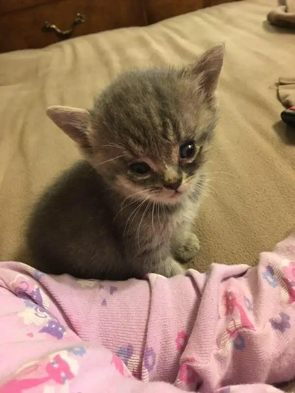 special kitten
