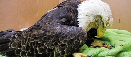 paralyzed bald eagle