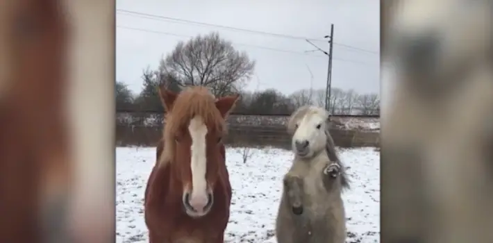 shetland pony