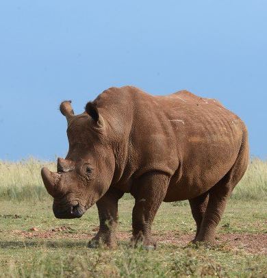 orphaned rhino