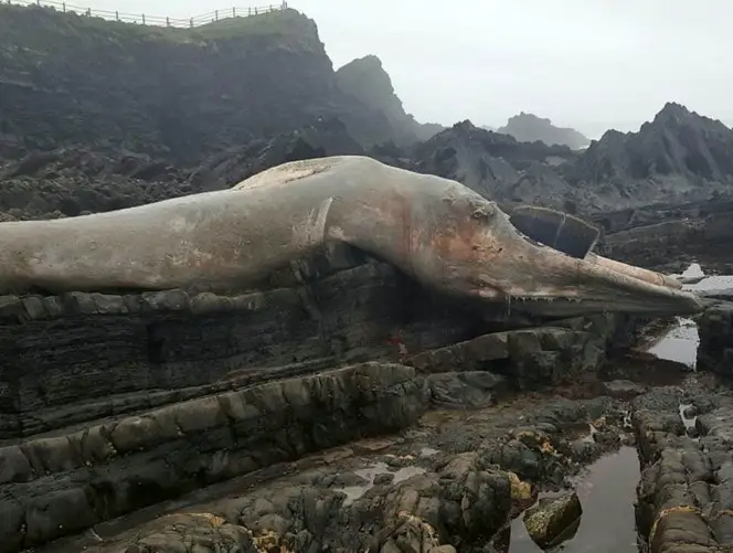 massive sea creature