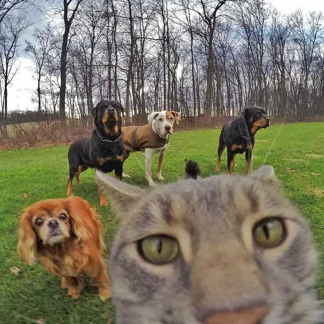 cat selfie