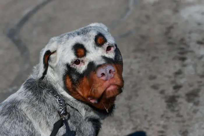 animals with vitiligo