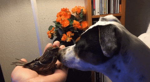 dog saves bird