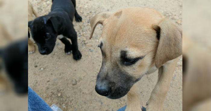 abandoned puppies