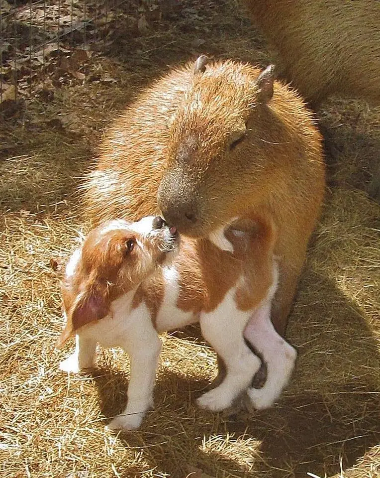 loving capybara