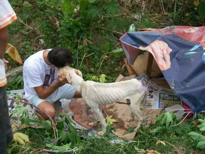 dog rescued and adopted