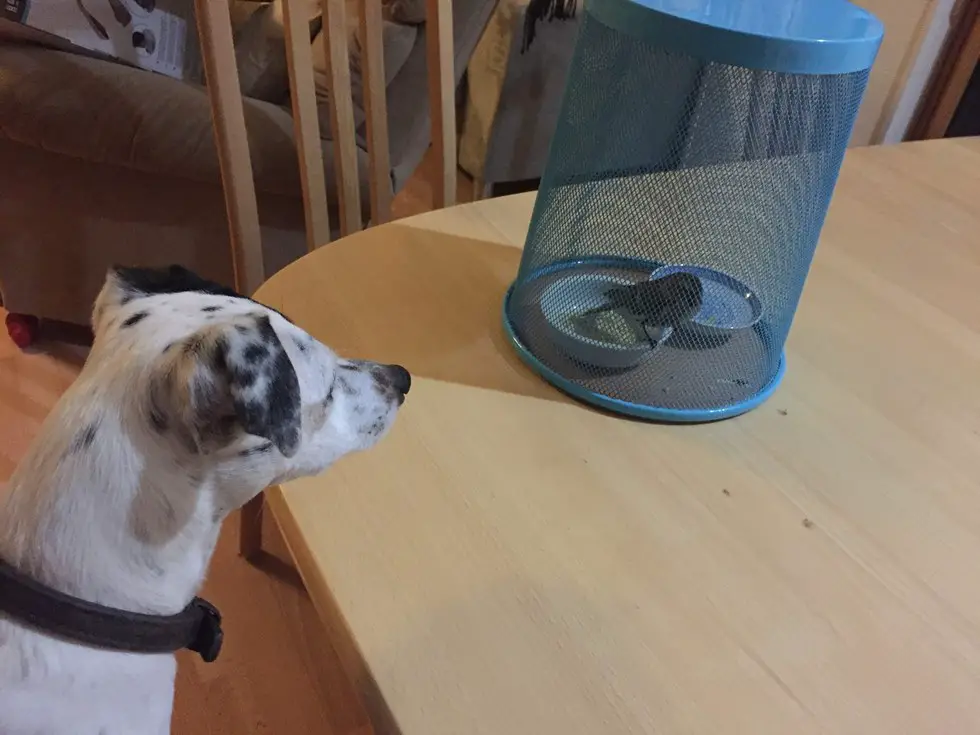 dog saves bird