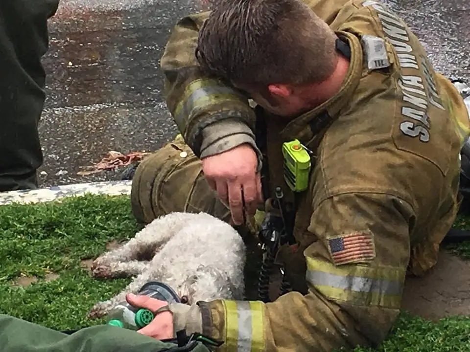 dog and firefighter