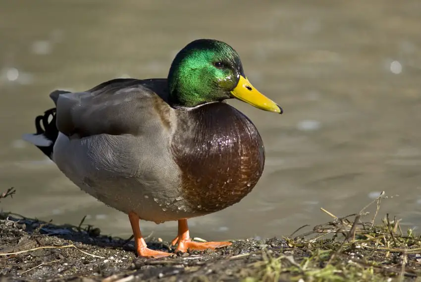 bread and ducks