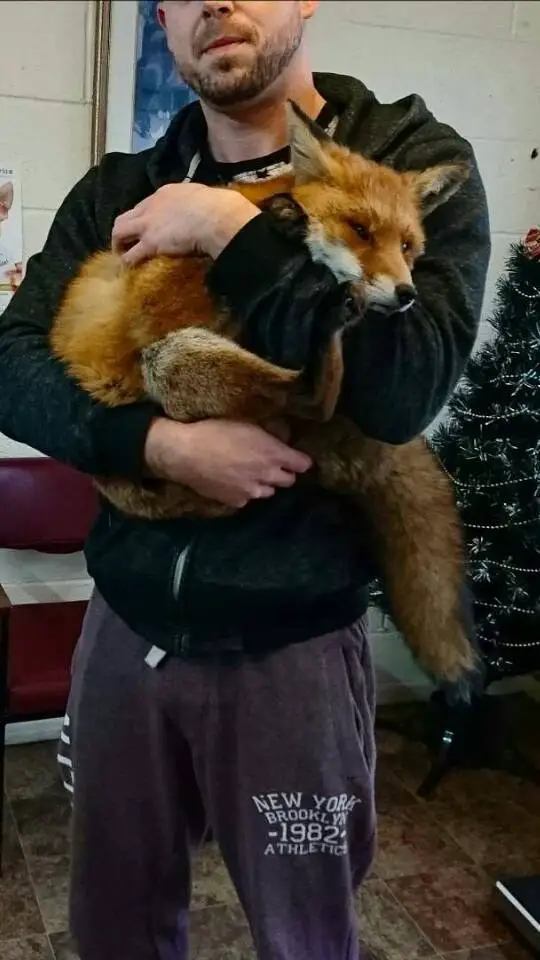 cuddling fox