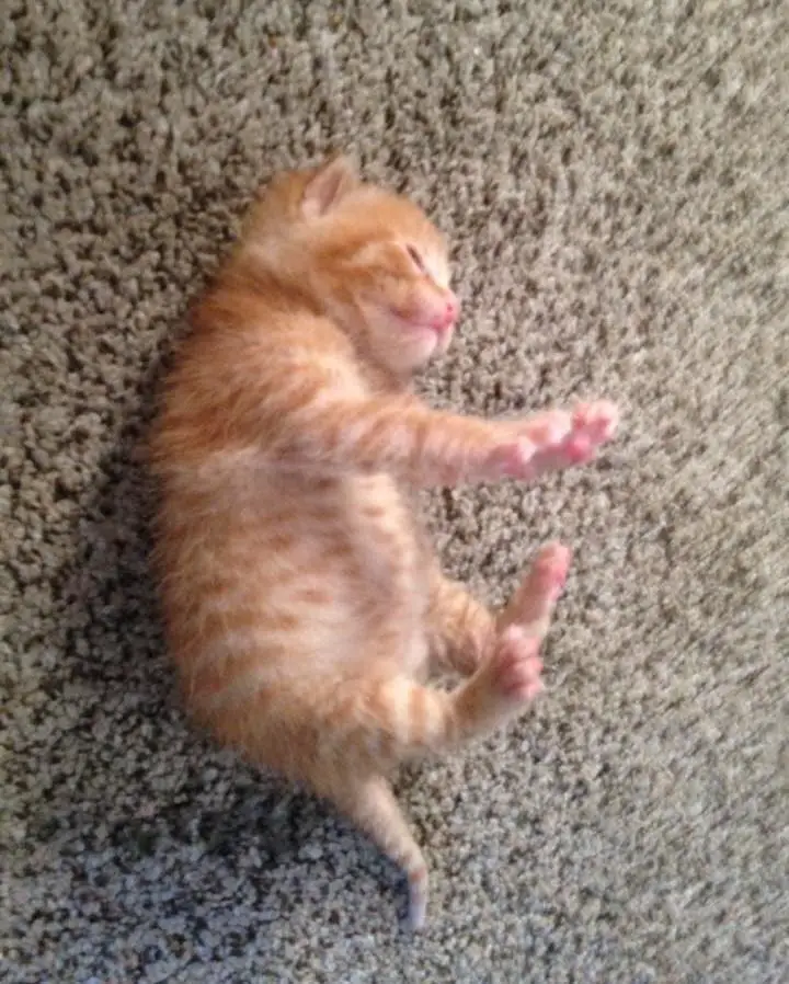 kitten in garbage bin