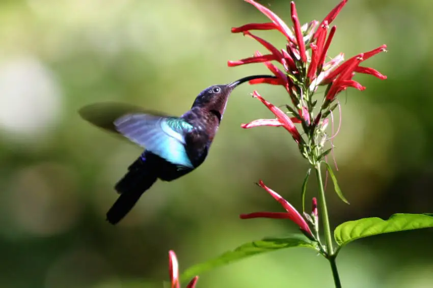 hummingbird red nectar