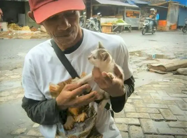 stray cats