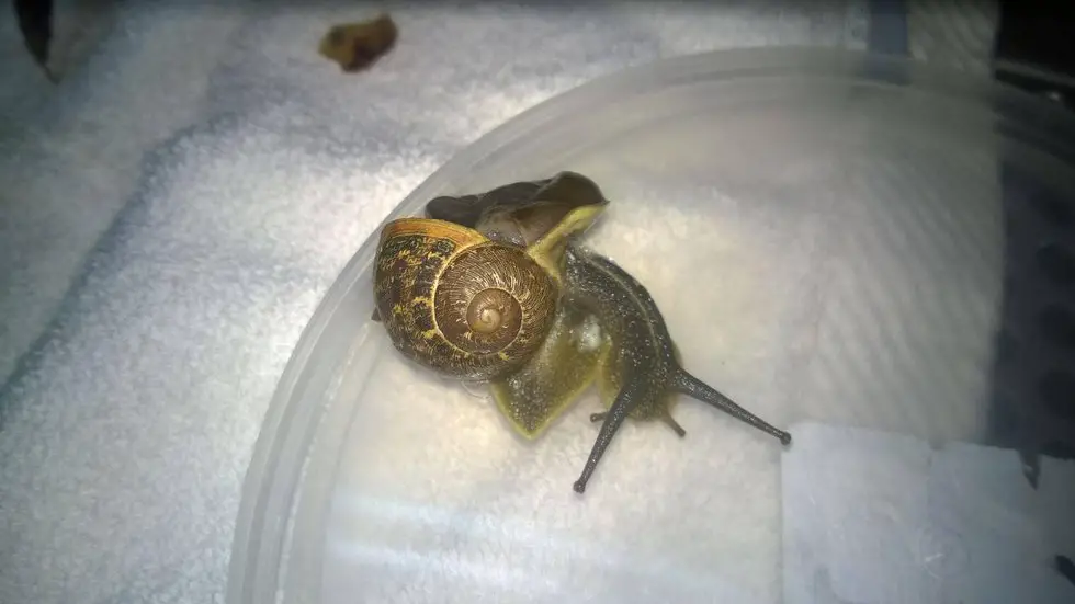 garden snail