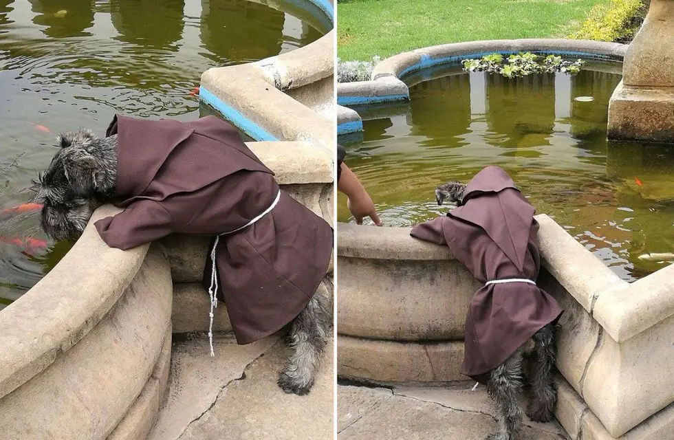 dog friar