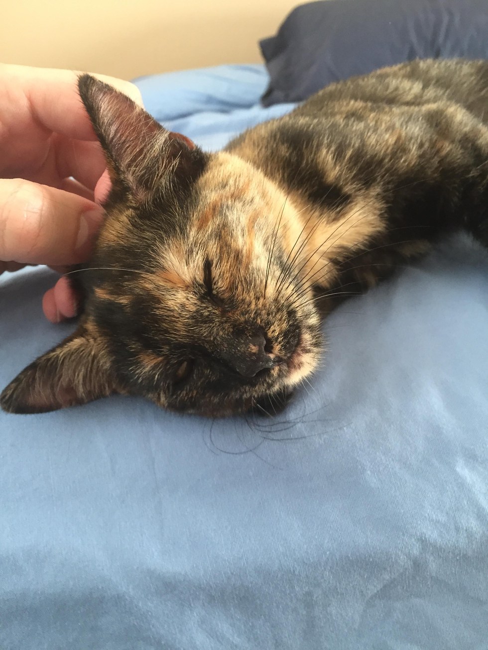 stray cat