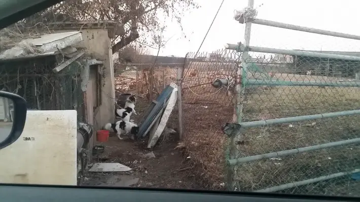 cat eating dirt
