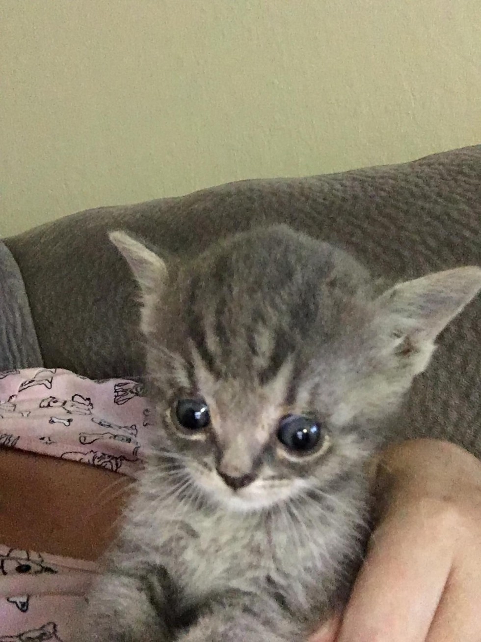 special kitten