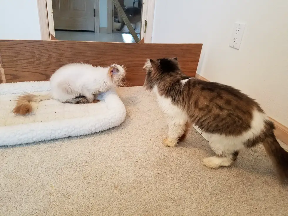 two cats
