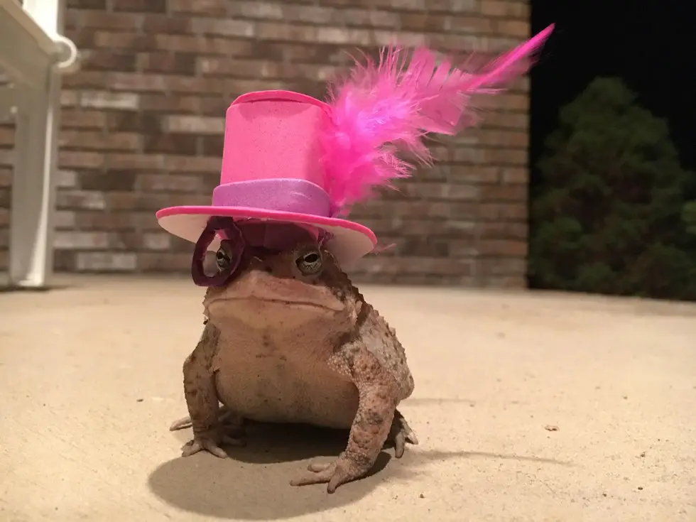 toad and his hats
