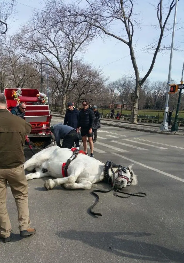 horse collapses