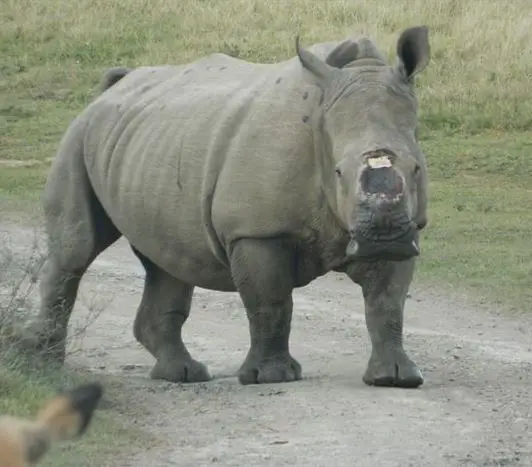 orphaned rhino